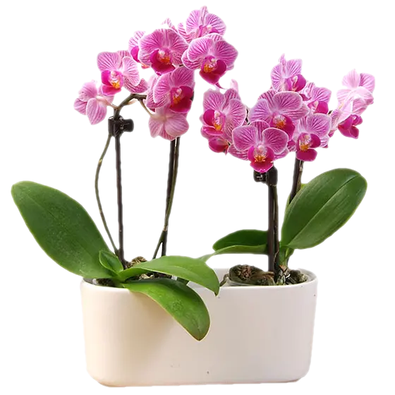 Beautiful Purple Orchids Photo in Stylish and Classy Pot PNG