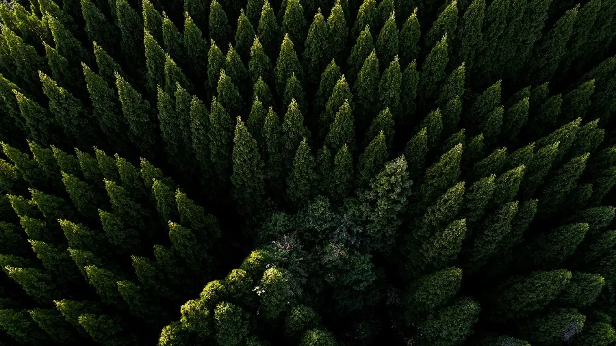 Download Beautiful Pine Trees Wallpaper for PC