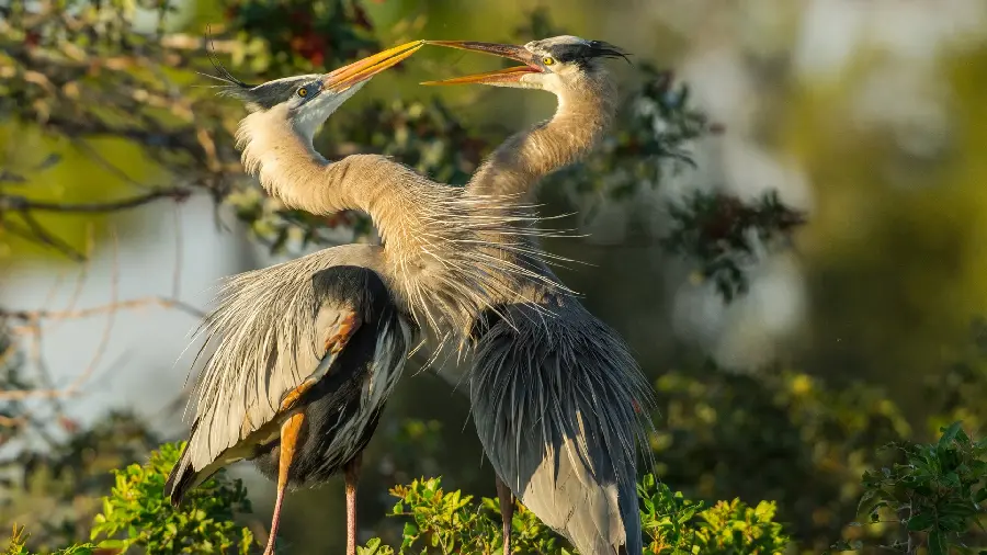 Wild and Forest Birds Wallpaper and Background in 4k Quality