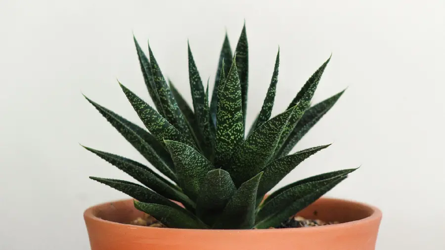 Beautiful picture of houseplants