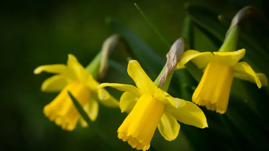 Photo of a yellow flower with a strange design