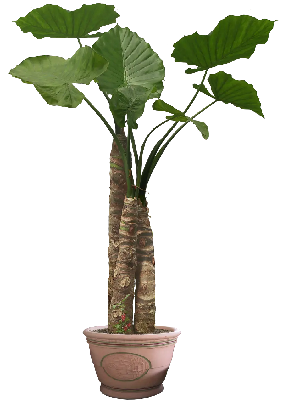 Photo of luxurious houseplant with large leaves PNG