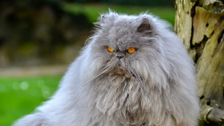 Popular Gray Persian Cat Background for Desktop