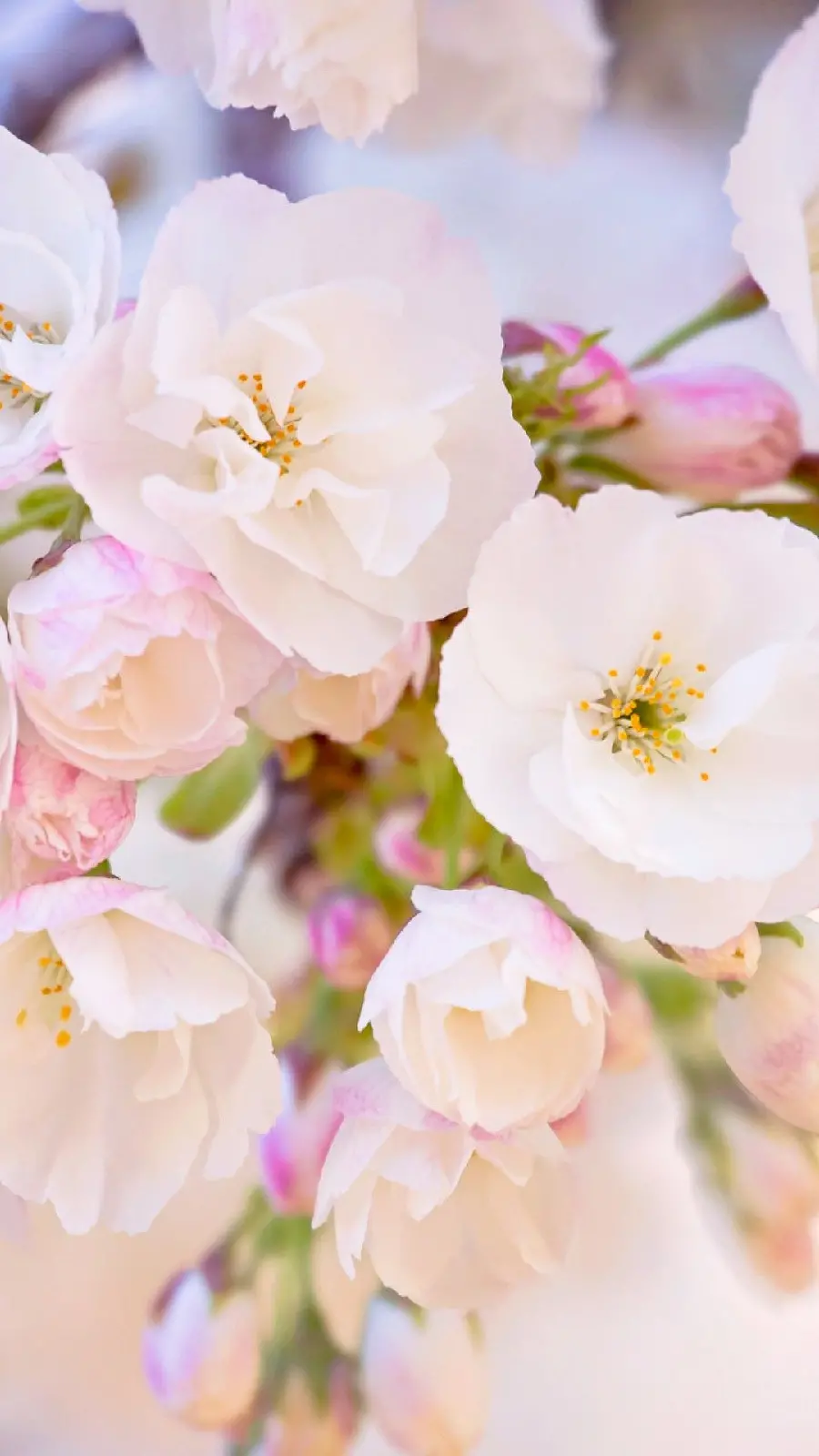 Spring Blossom 8K Wallpaper