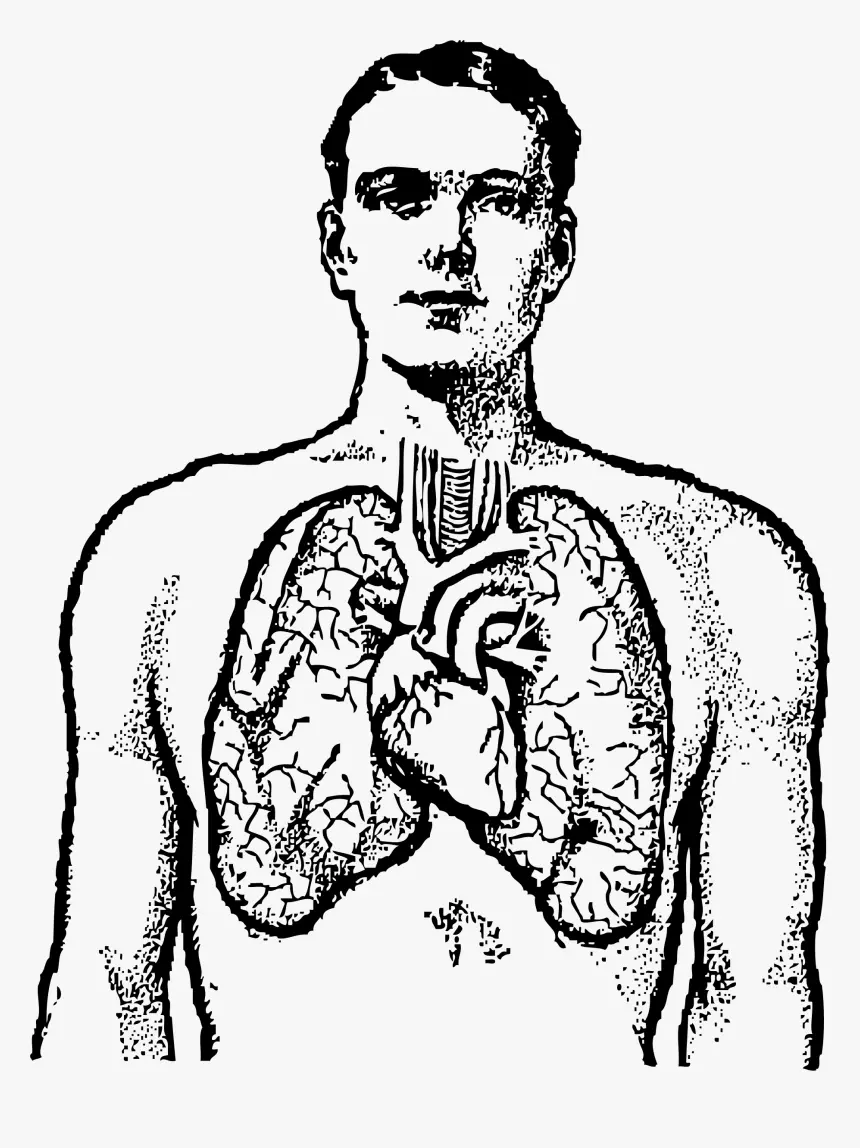 Photo of the lungs in black and white drawing