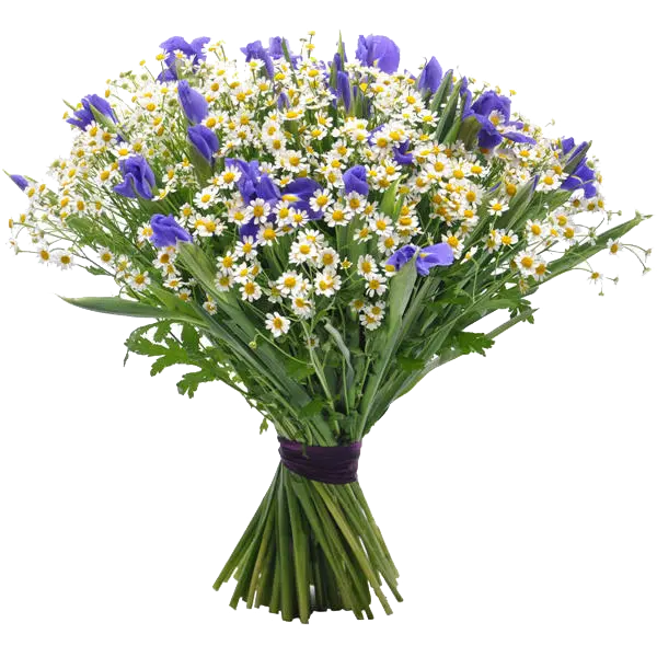 Best spring bouquet png of chamomile and violets for editing
