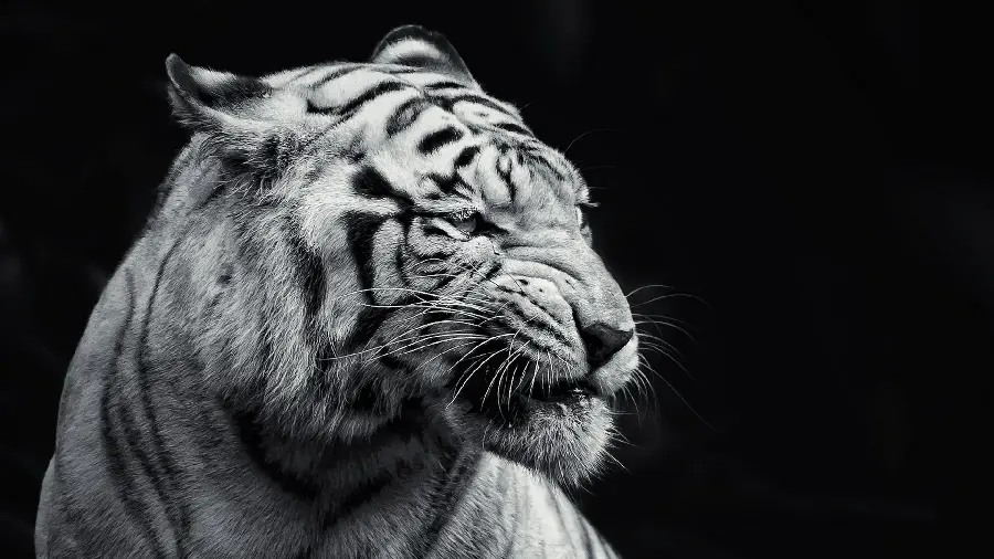 Tiger photo suitable for graphic work