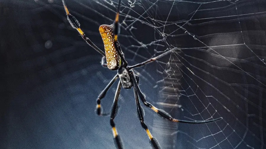 Photo of the most dangerous spider in the world
