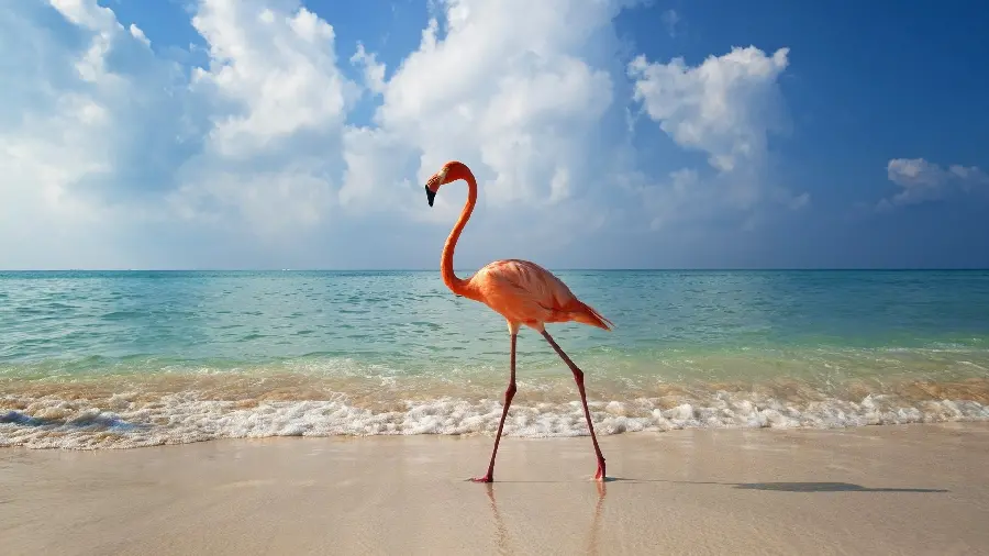 Free Download of High Quality Flamingo Photos in jpg Format for Design and Printing