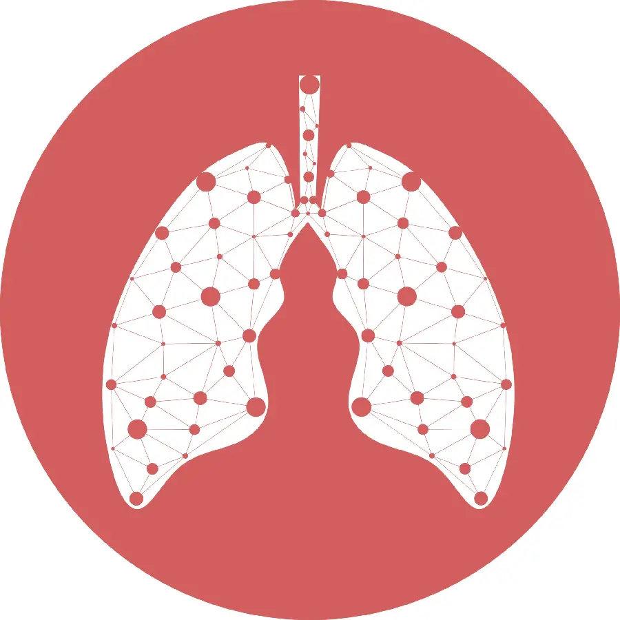 Photo of the lungs and respiratory system for doctors and specialists