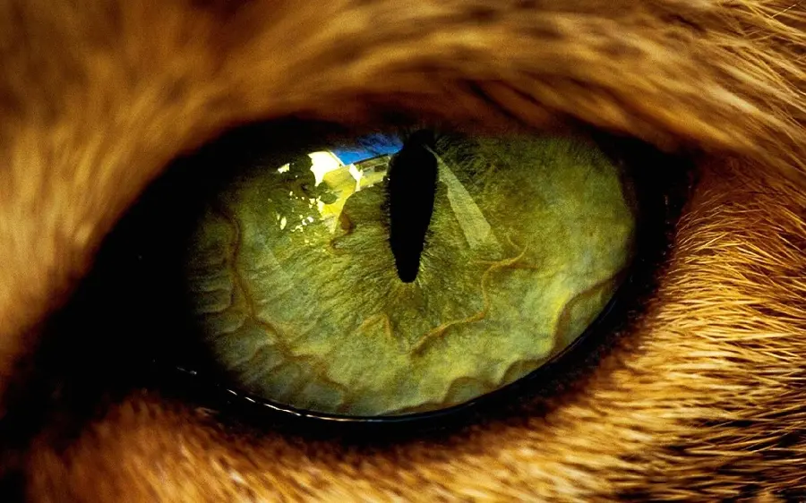 Unique Background of Green Eyes and Wild Tiger HD