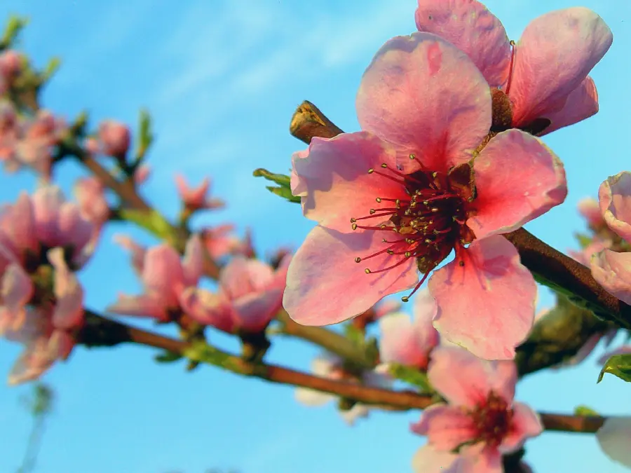 Close-up blossom photo