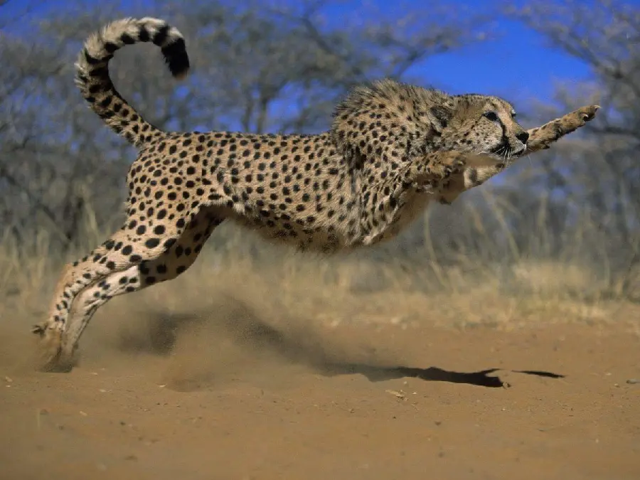 Picture of a cheetah while hunting