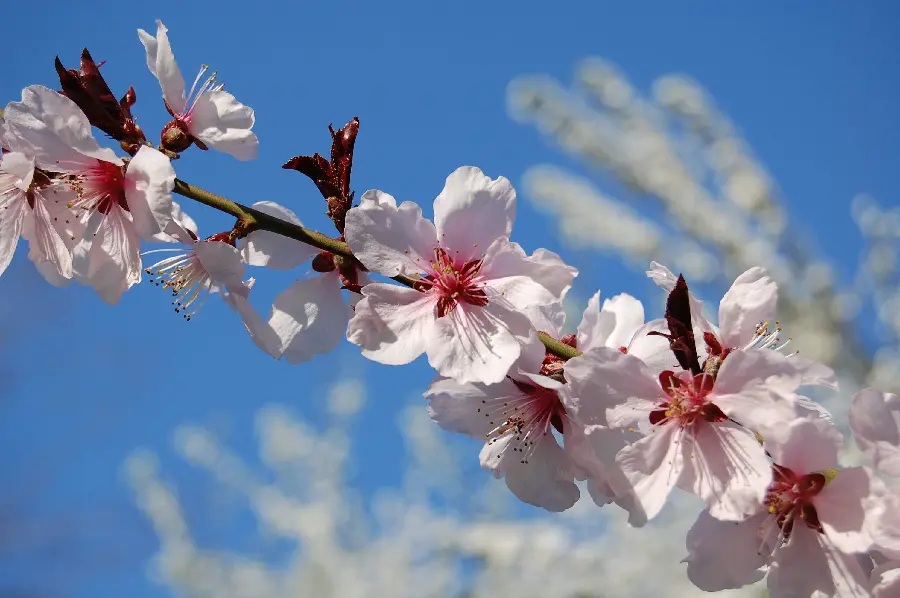 High Quality Spring Blossom Stock Photo