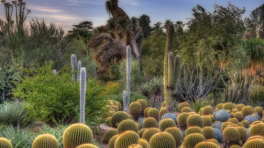 Photo of the most beautiful flowering and fleshy cacti around the world