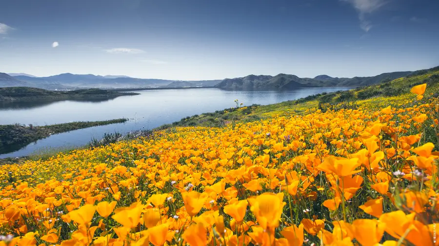 Spring Flowers PC Wallpaper