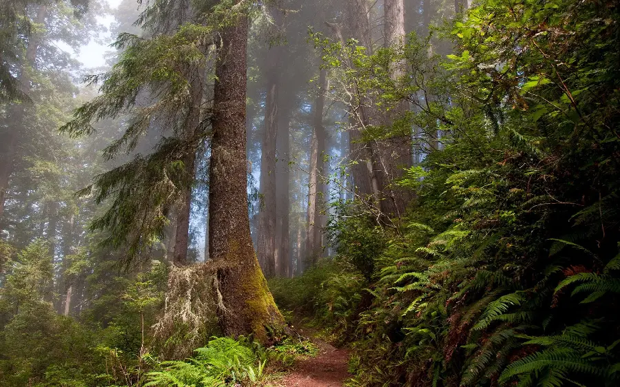 Best Mysterious Scary Wallpaper of the Virgin Forest for Phone