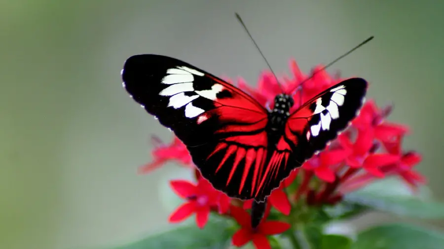Butterfly photo on red flower for profile