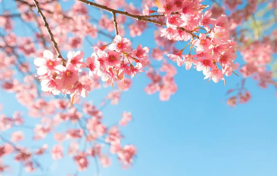Spring Blossom Photo Spectacular 