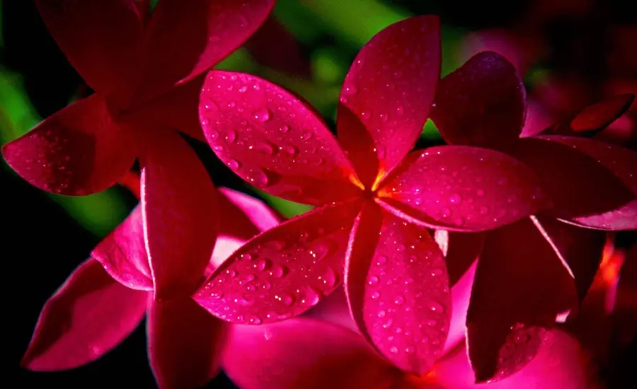 Beautiful red jasmine flower wallpaper suitable for home laptops