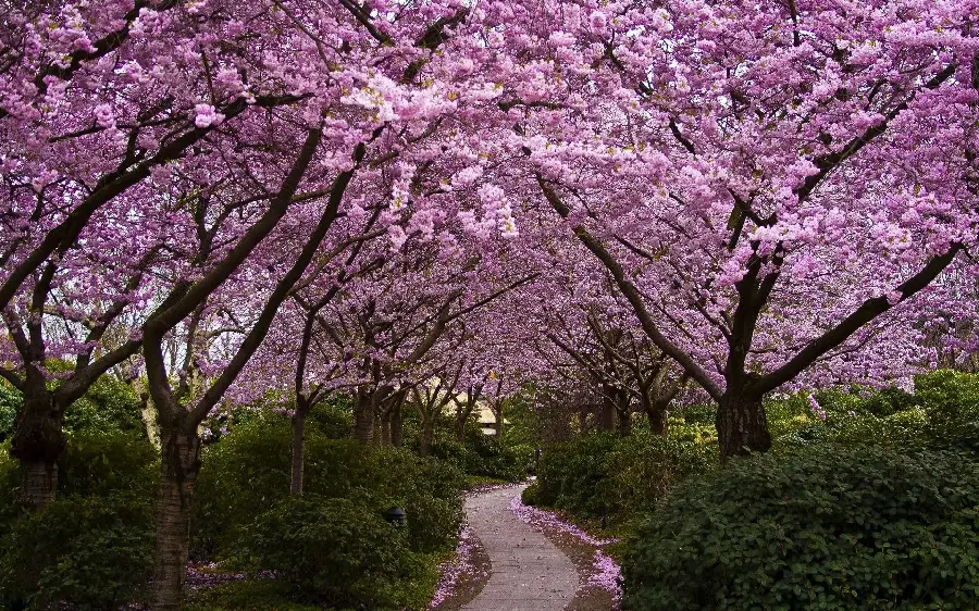 Photo of a walking path with beautiful trees and spring blossoms