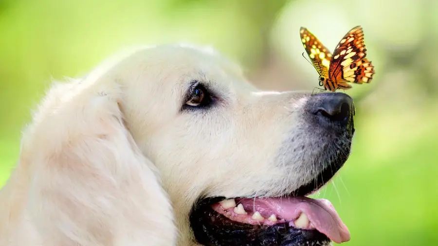 Download dog wallpaperand butterfly for laptop and computer