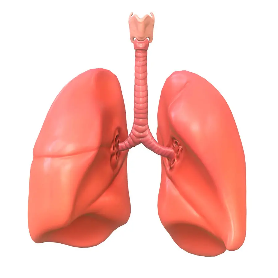 High quality photo of human lung with white background and high quality