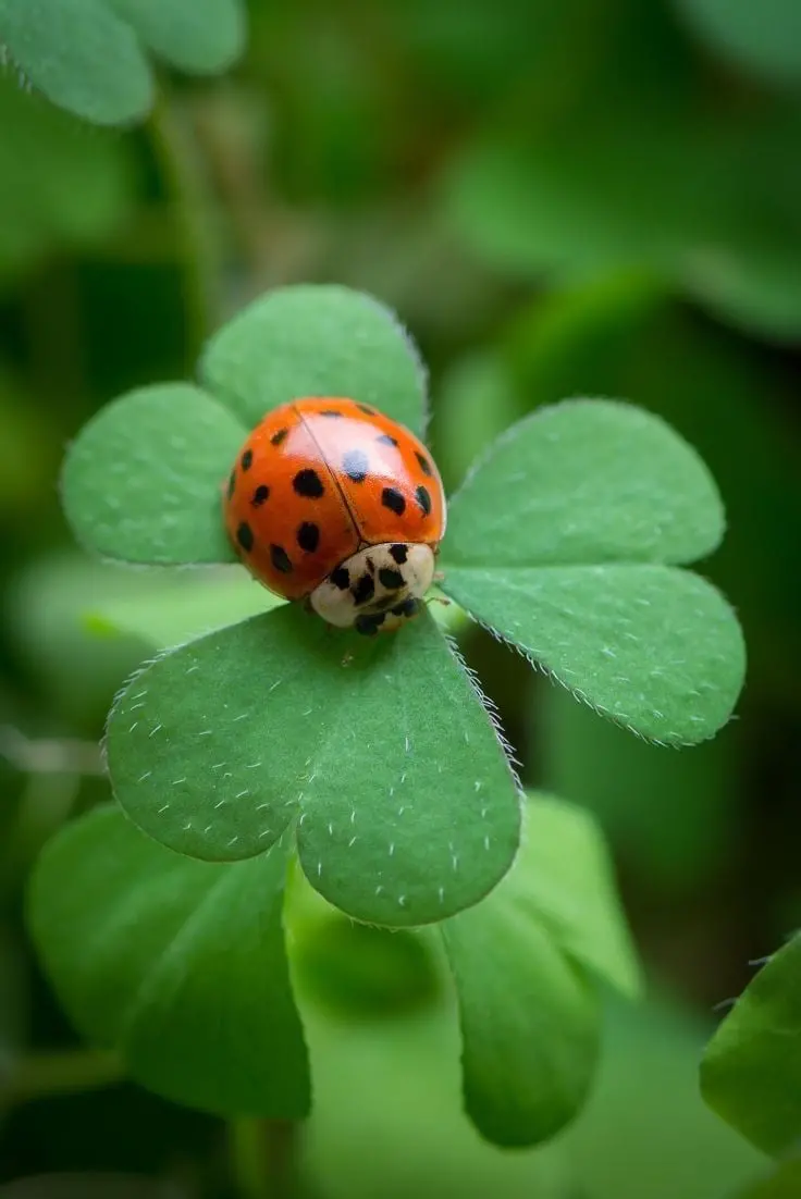 Ladybug Wallpaper in the Forest