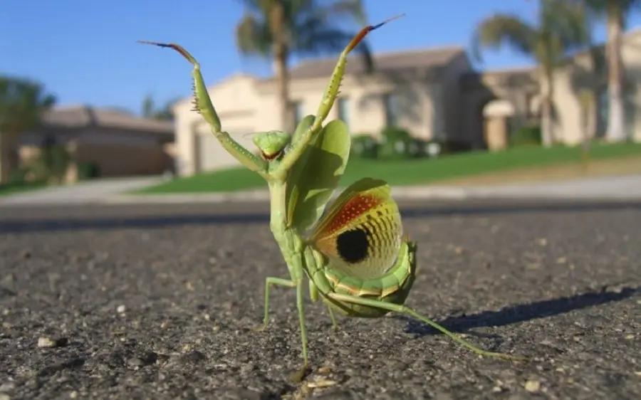 Funny picture of praying mantis insect for making meme 2023 