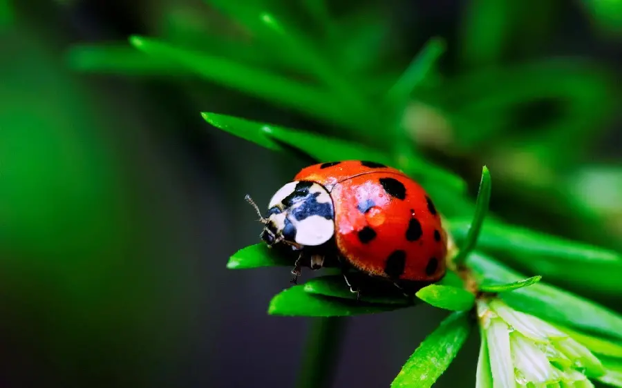 Ladybug FULL HD Wallpaper