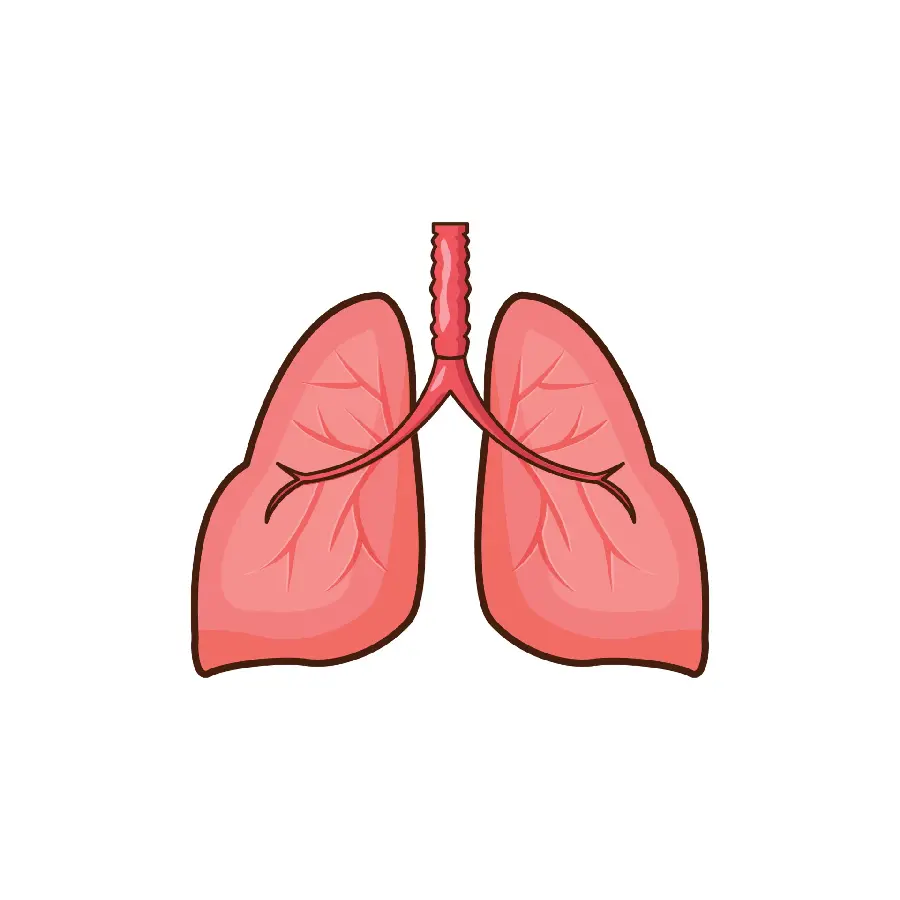 Lung wallpaperHuman for medical professionals