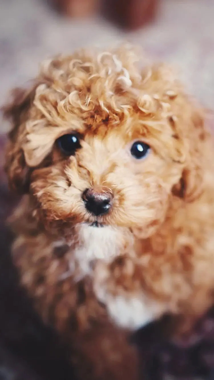 Download Cute Brown Furry Dog Wallpaper for Phone