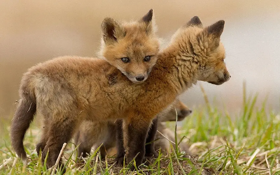 A funny view of little fox cubs as a background