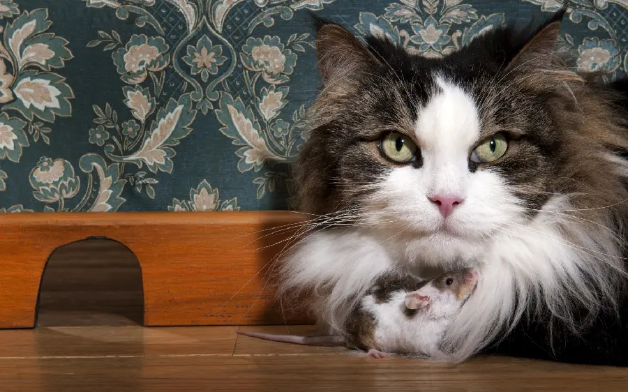 Download stock photo and quality of Persian domestic fluffy cat