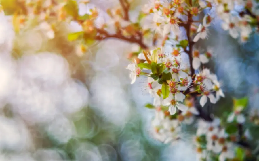Beautiful and dreamy photo of spring cherry blossoms in Japan