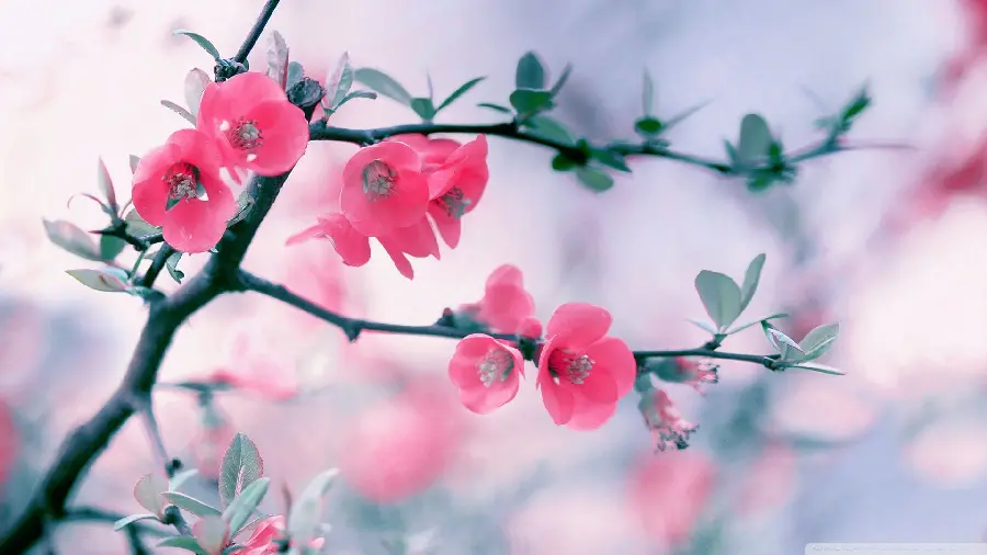 Lovely Spring Blossom Portrait