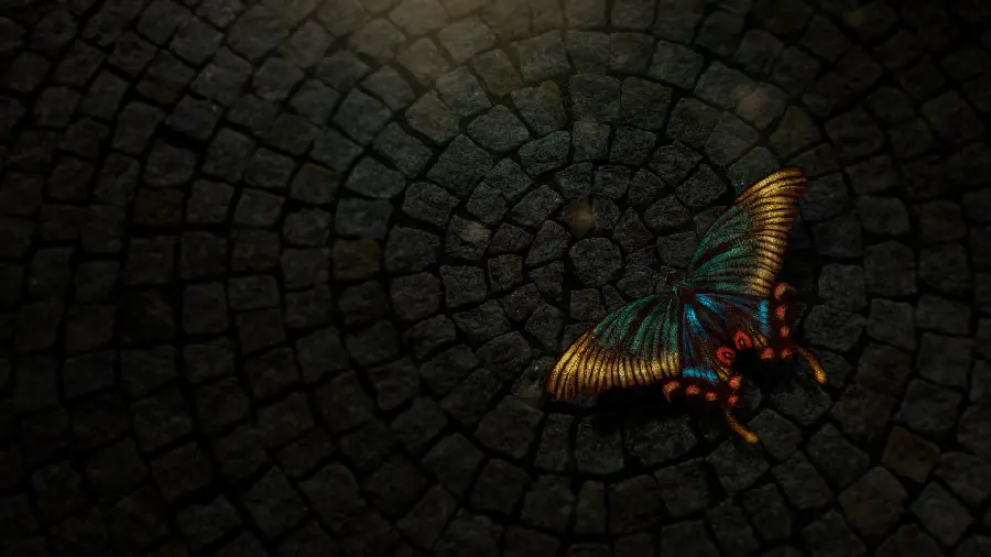 Attractive and spectacular image of a beautiful colorful butterfly on rocks 