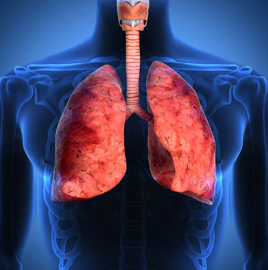 Download Human Lung Photo for IAI Articles