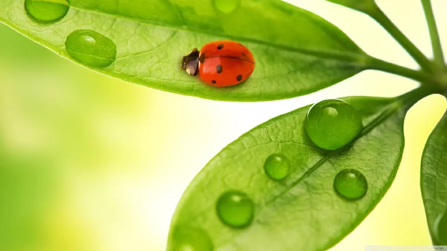 Beautiful and beautiful ladybug wallpaper