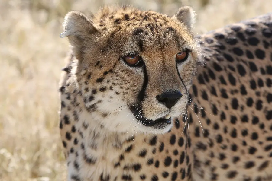 High quality photo of a female cheetah up close