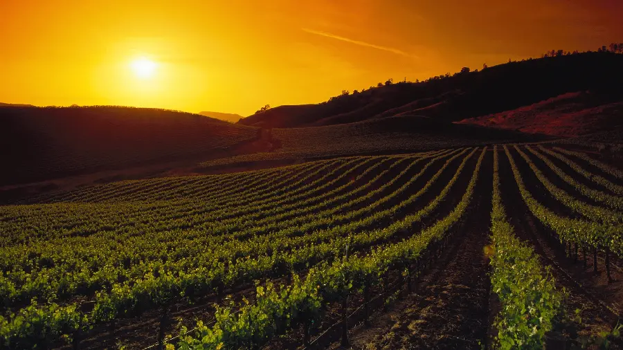 Attractive background of the sunset and a beautiful field in very good quality