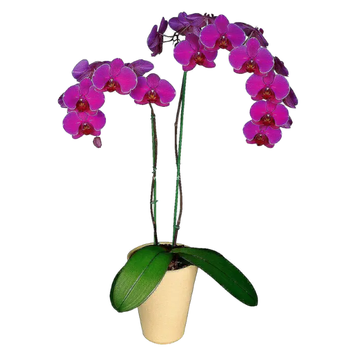Photo of purple orchid houseplants with wonderful pots for Photoshop