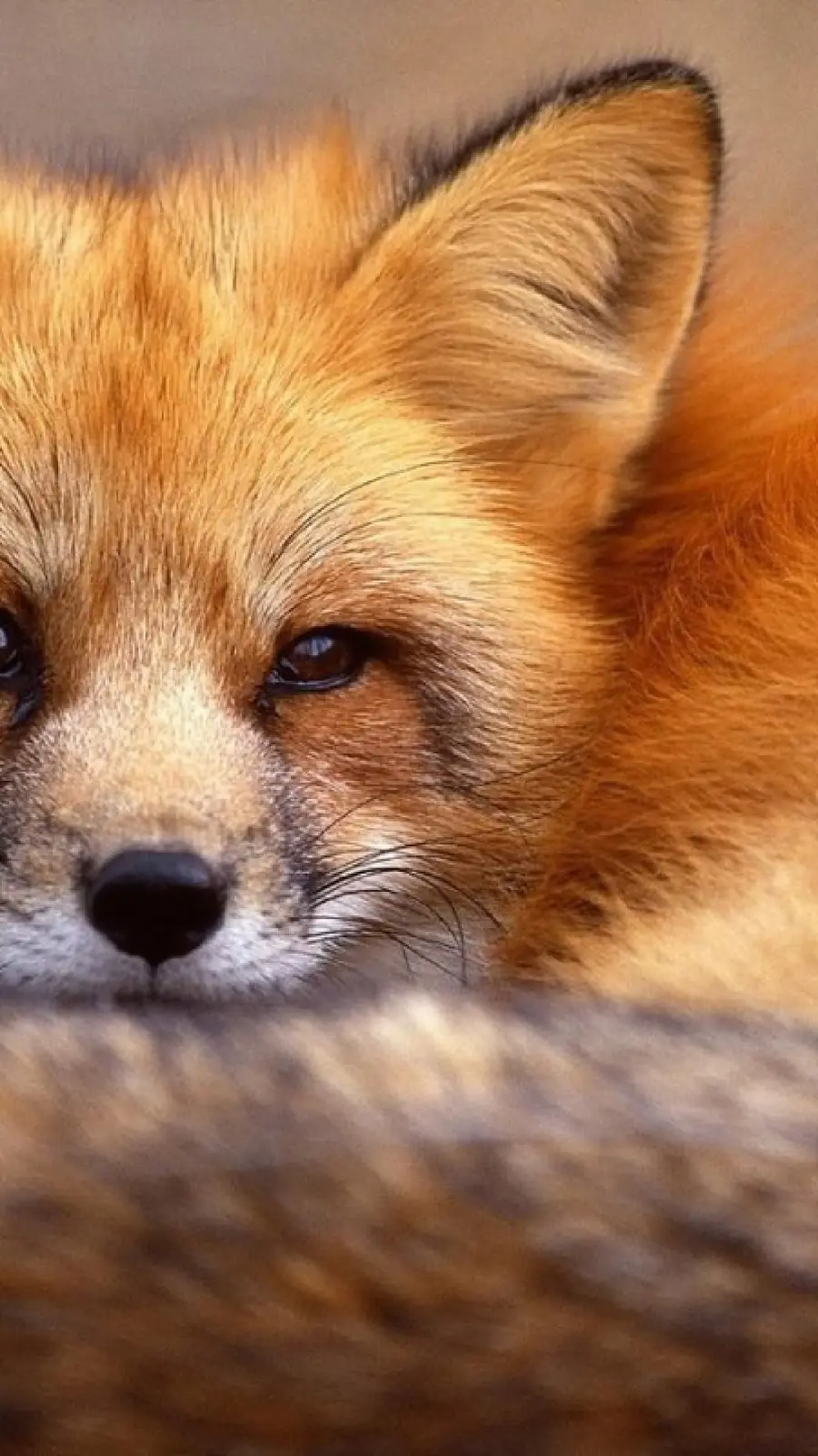 Fox Cub Background