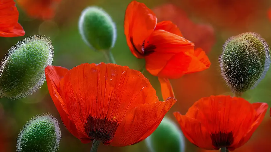 A spectacular photo of a beautiful red poppy flower in Full HD quality