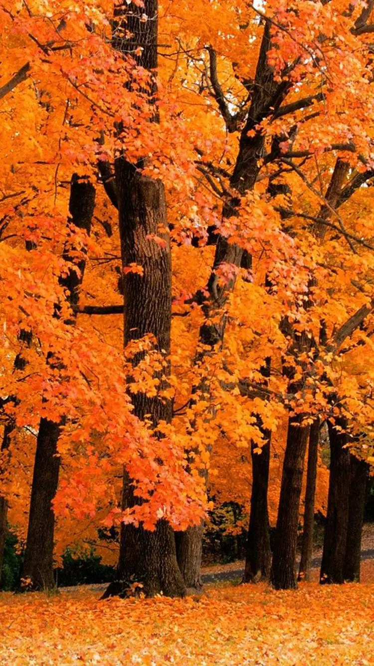Fantasy Autumn Wallpaper