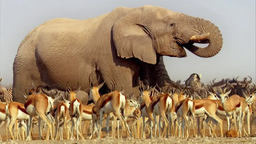 Photo of a very large elephant with a long and long trunk