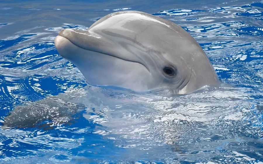 Beautiful and funny dolphin photo in the sea with high quality