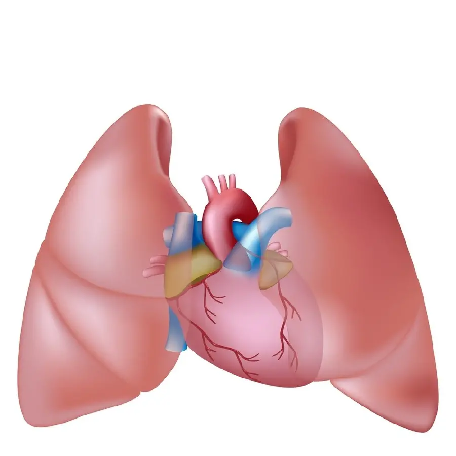 Download a photo of a healthy human lung graphic