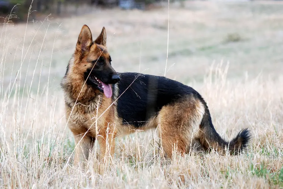 Smart German Shepherd Dog Picture