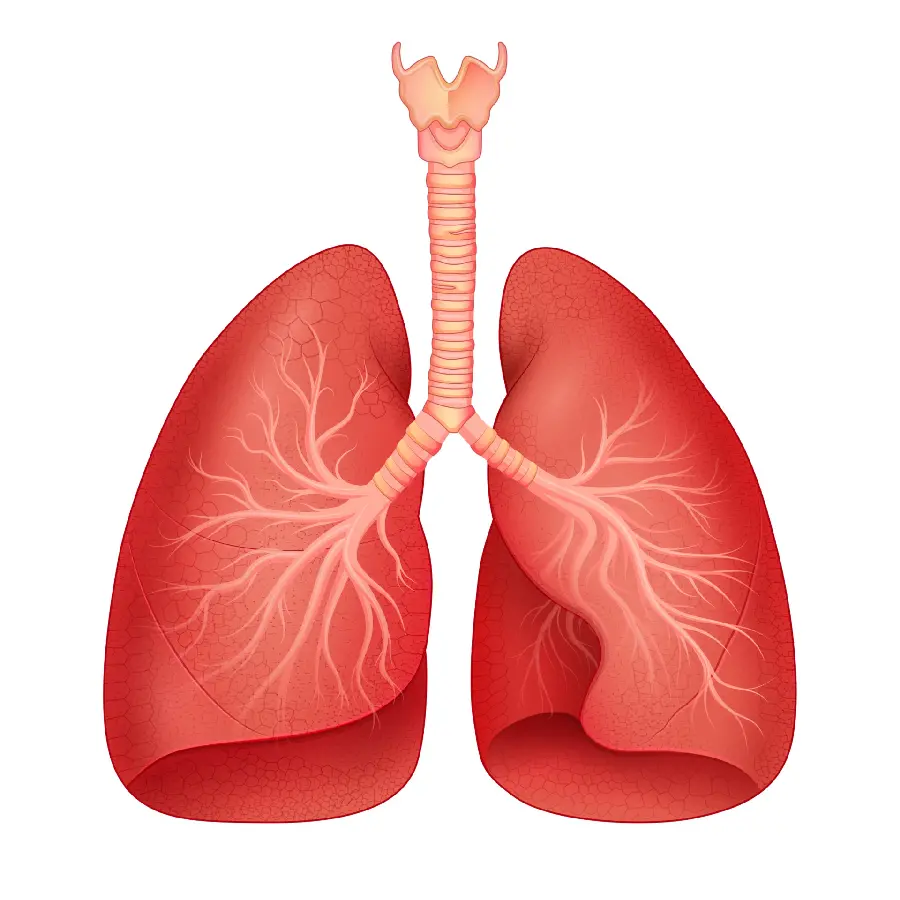 Photo of the lungs for doctors and physicians